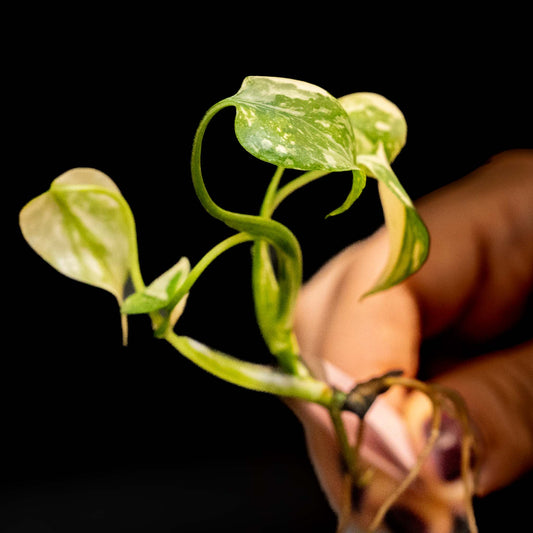 Monstera Thai Constellation - Tissue Culture Plantlet *Premium Quality* (Seller's Choice)