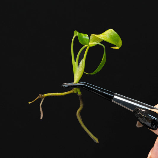Monstera 'Burle Marx Flame' Tissue Culture Plantlet *Seller's Choice*