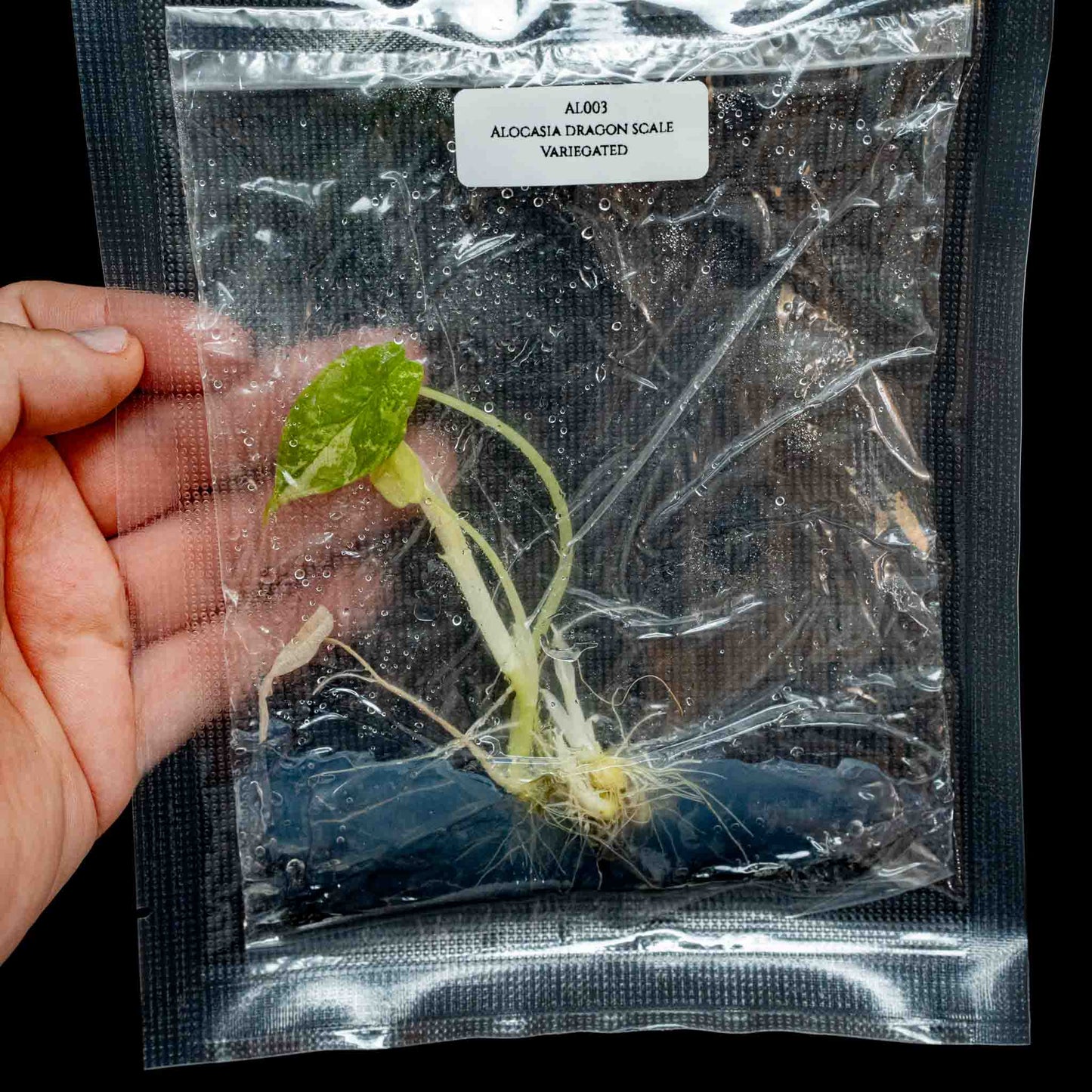 Alocasia Dragon Scale Variegated Tissue Culture Plantlet *Seller's Choice*