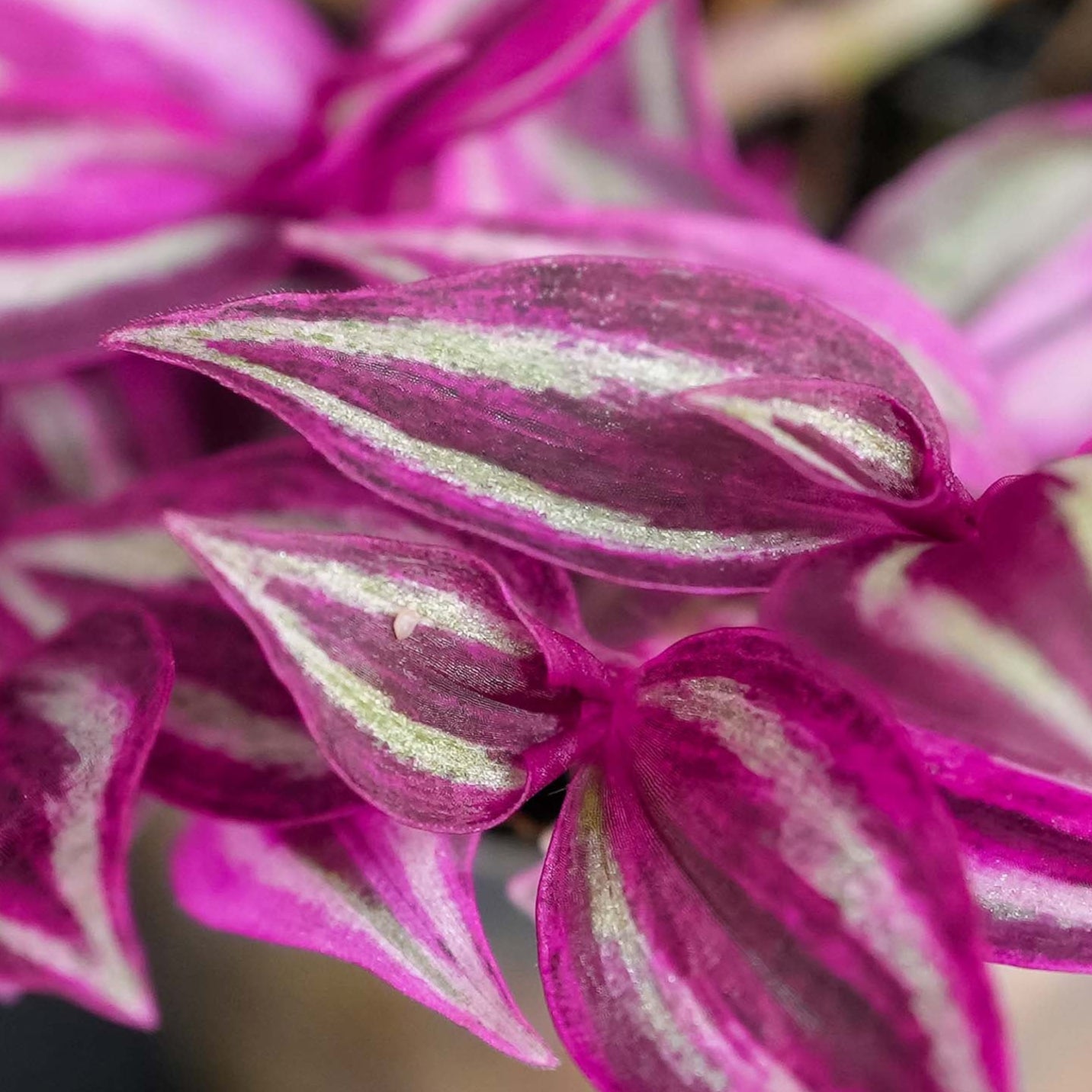 Tradescantia Pink Paradise Starter (Grower's Choice)