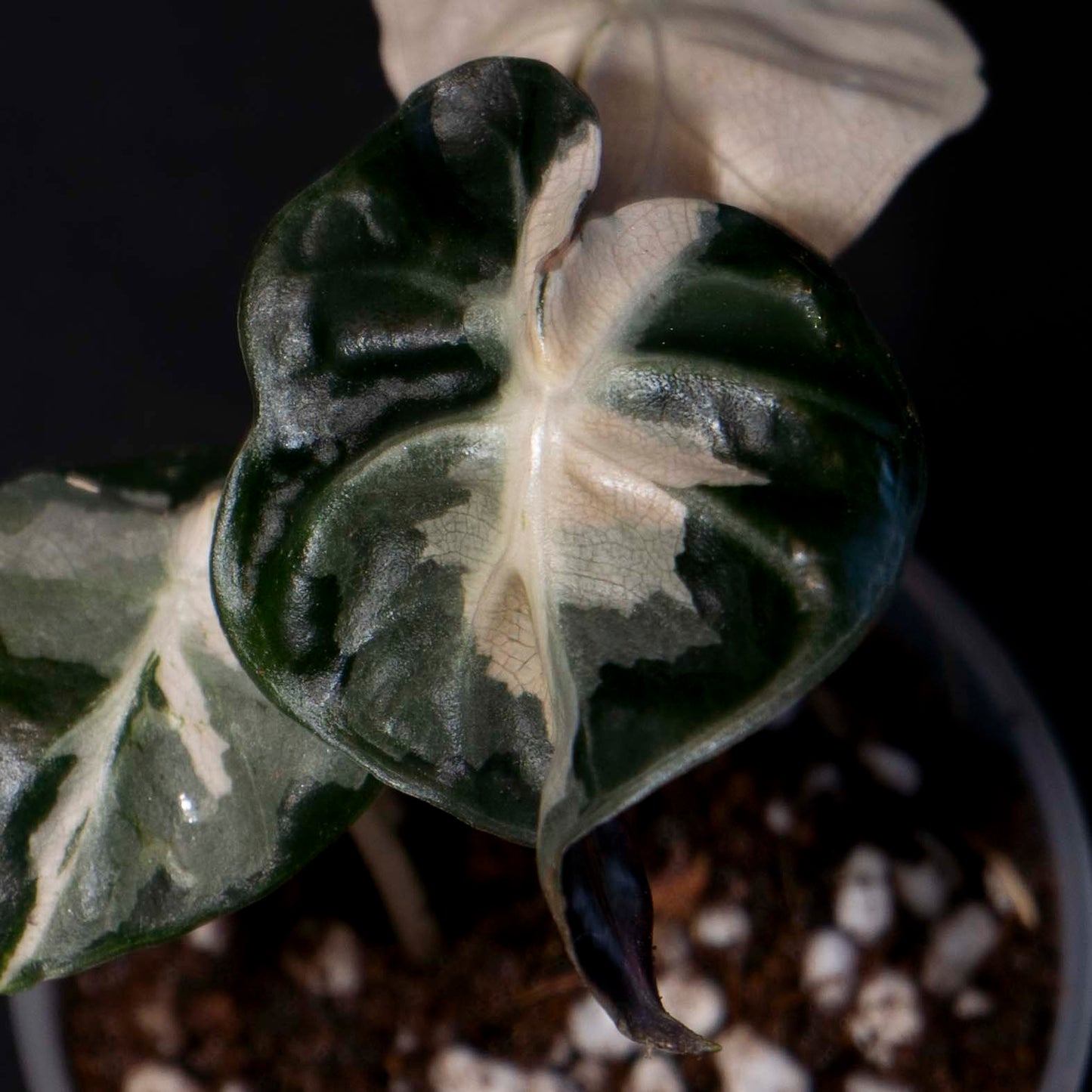 Alocasia 'Balloon Heart' Pink Variegated - Starter Plant *Grower's Choice*