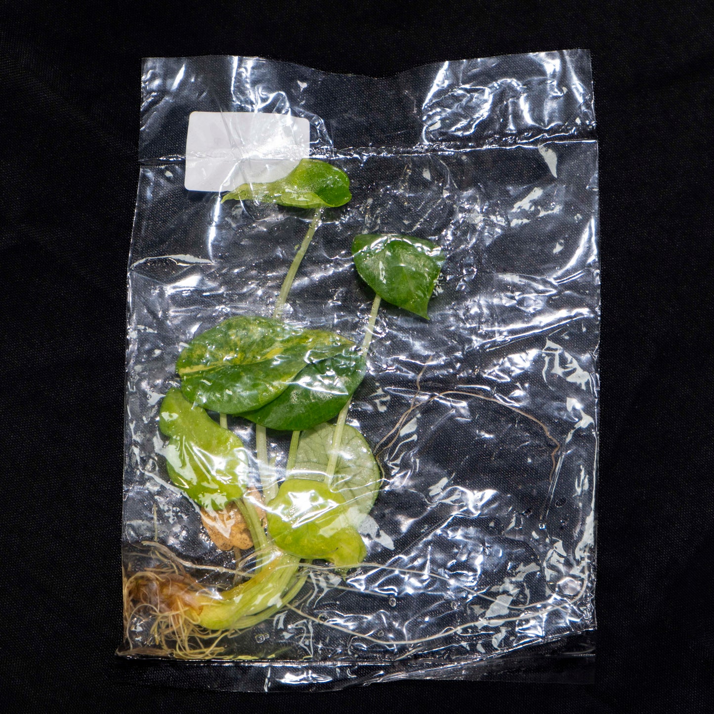 Alocasia Silver Dragon Aurea Tissue Culture Plantlet *Seller's Choice*