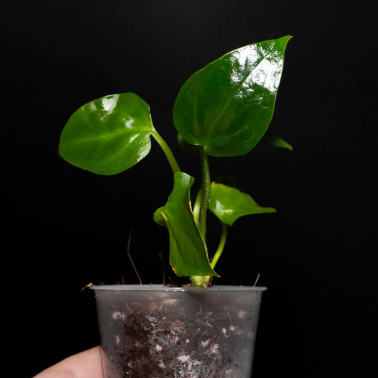 Anthurium Napo - Starter Plant *Grower's Choice*