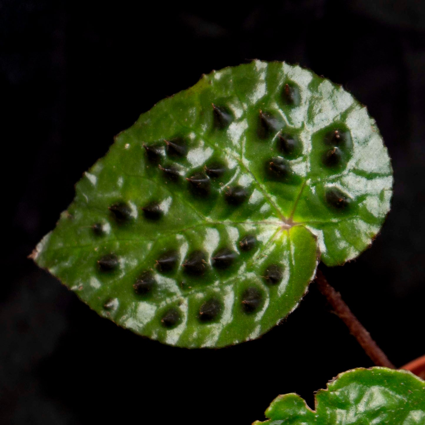 Begonia ferox *Grower's Choice*