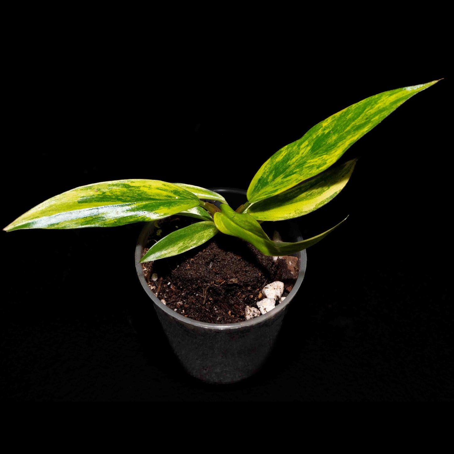Philodendron Caramel Marble Variegated - Starter Plant *Grower's Choice*