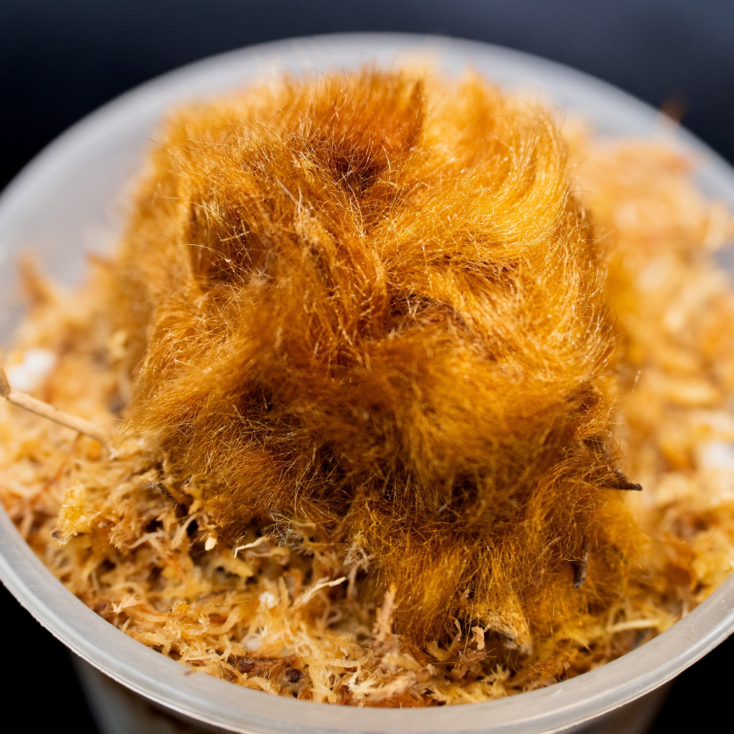 close-up of a chicken fern plant with a soft brown fur-like texture