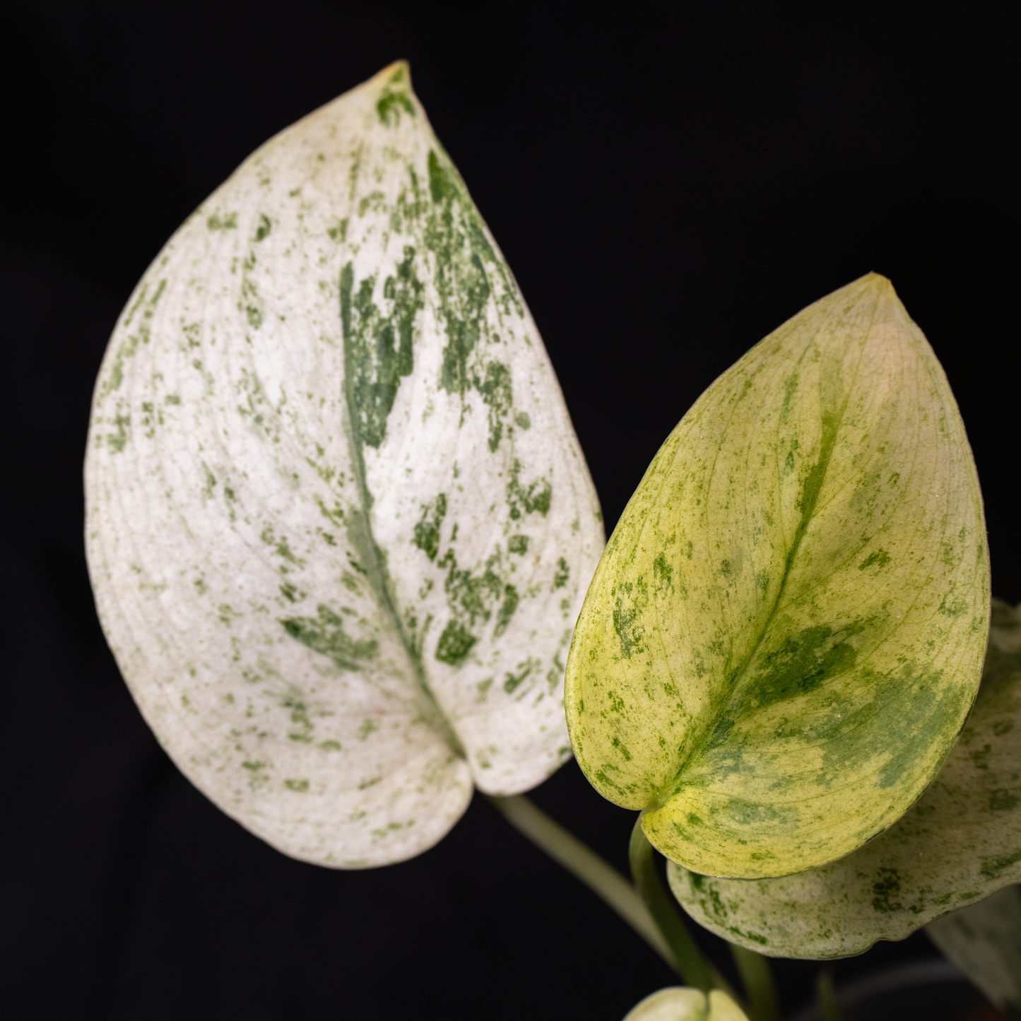 Scindapsus 'Creme Brulée' *EXACT PLANT*