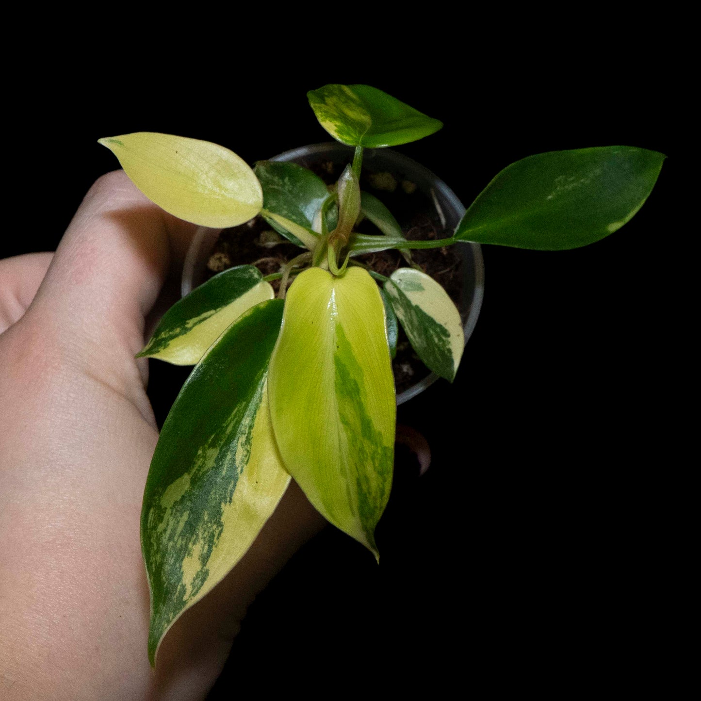 Florida Beauty - Starter Plant *Grower's Choice*