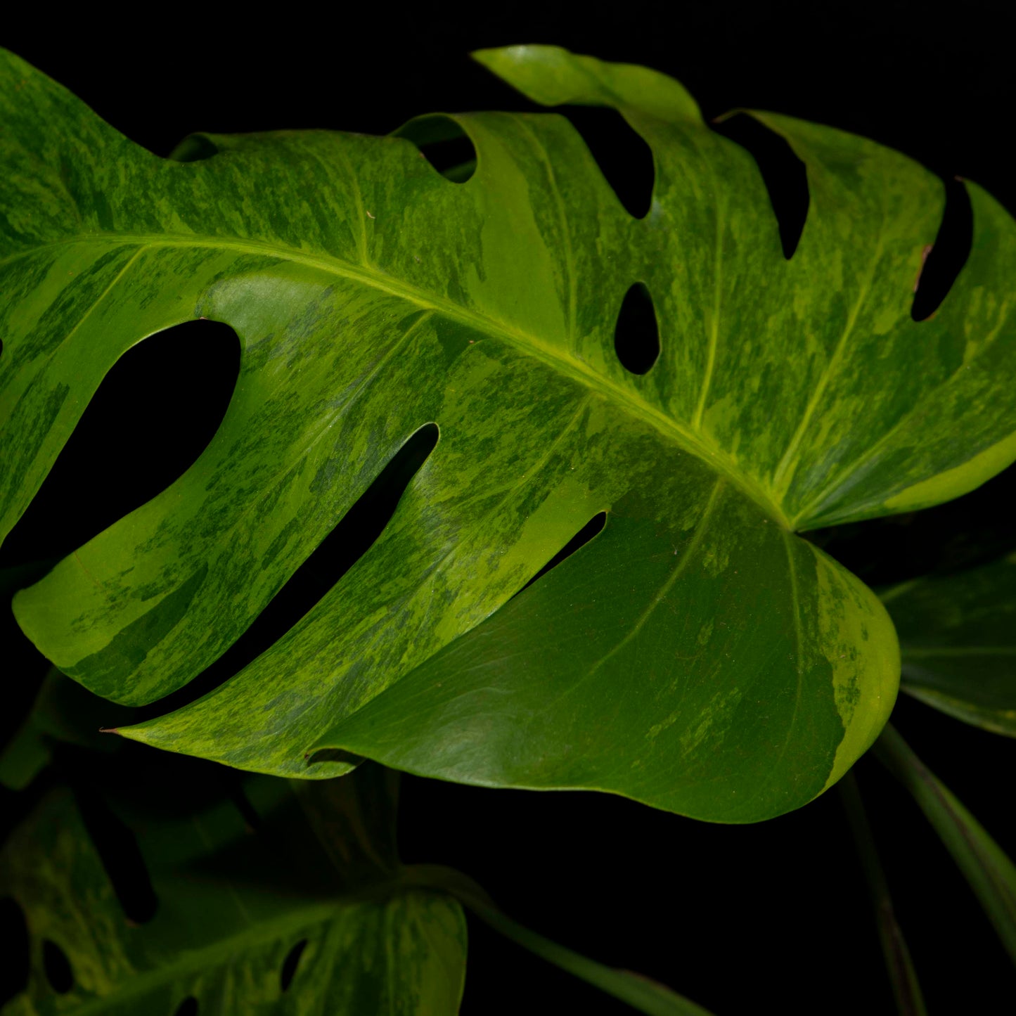 Monstera Deliciosa 'Green On Green' Variegata *EXACT PLANT*