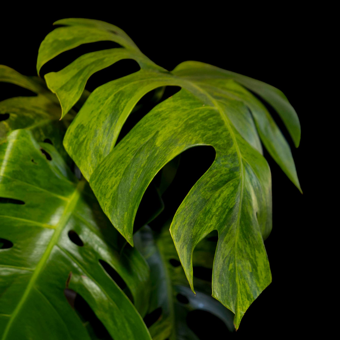 Monstera Deliciosa 'Green On Green' Variegata *EXACT PLANT*