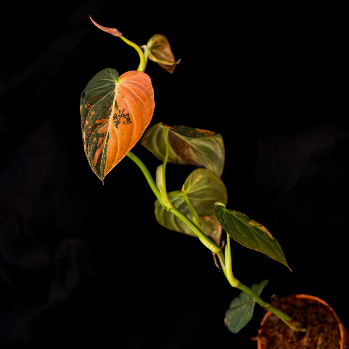 Philodendron Melanochrysum Orange Variegated *EXACT PLANT*
