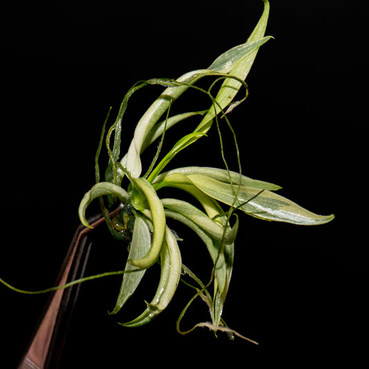 Philodendron Tortum Albo - Tissue Culture Plantlet *Seller's Choice*