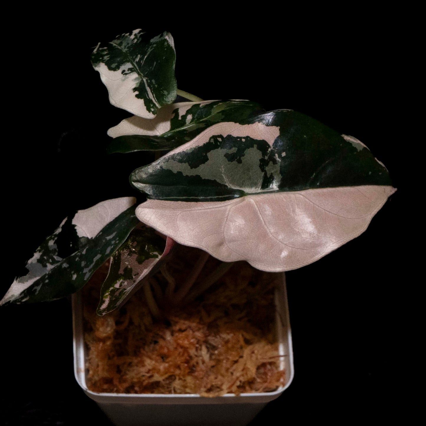 Alocasia Chantrieri Pink - Starter Plant *Grower's Choice*