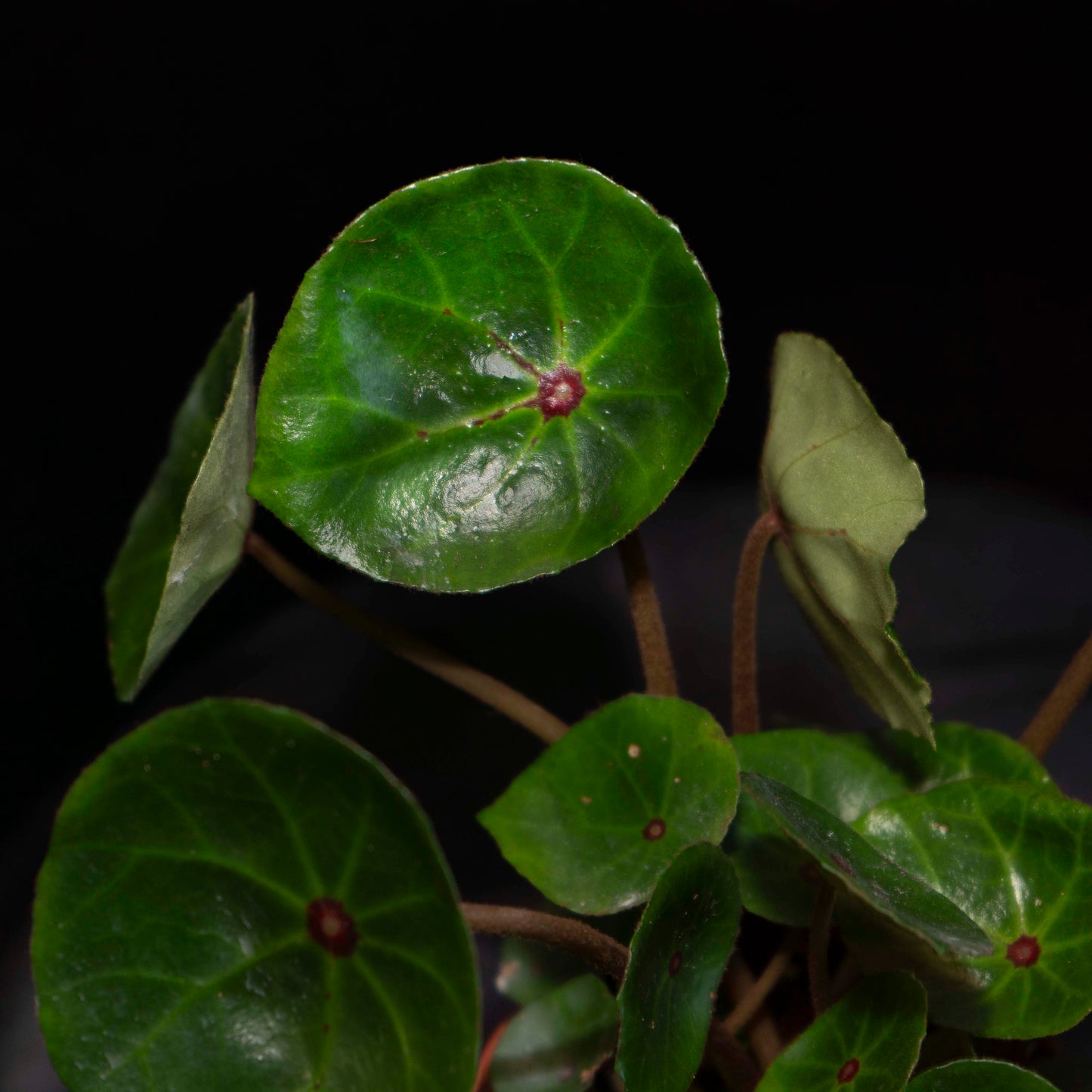 Begonia Conchifolia Rubrimacula *Grower's Choice*