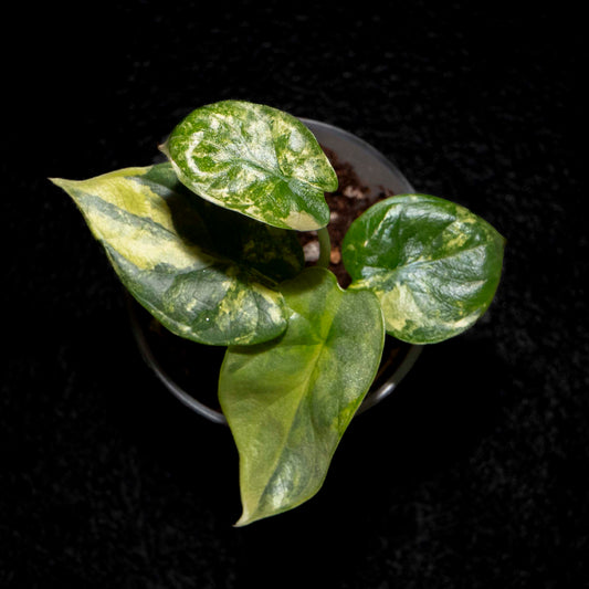 Alocasia Silver Dragon Aurea - Starter Plant *Grower's Choice*