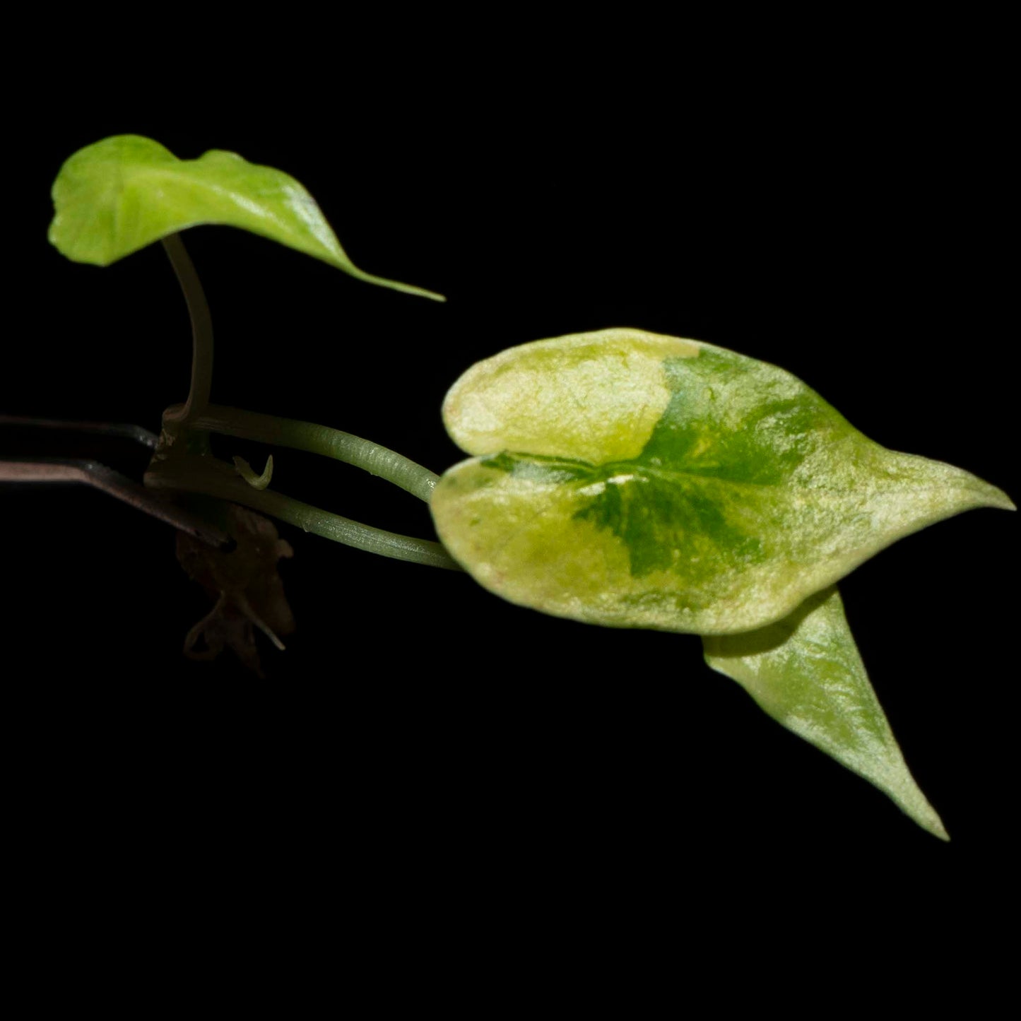 Alocasia Simpo Aurea - Tissue Culture Plantlet *Seller's Choice*