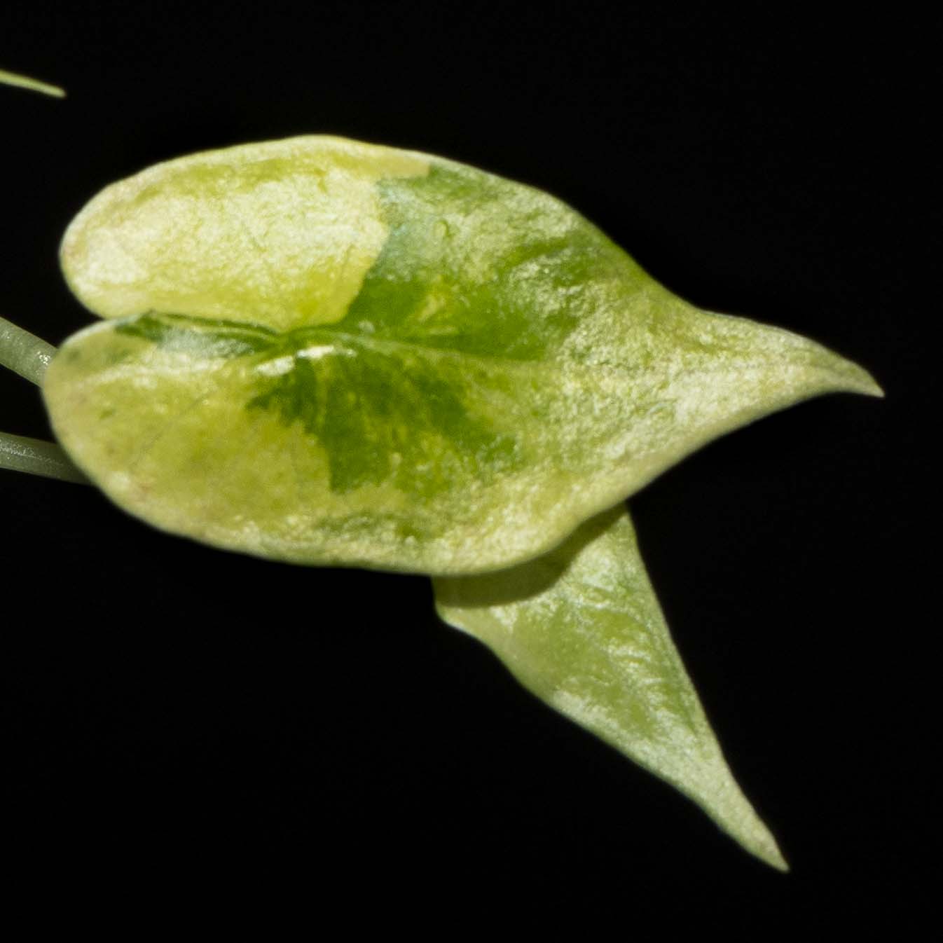 Alocasia Simpo Aurea - Tissue Culture Plantlet *Seller's Choice*