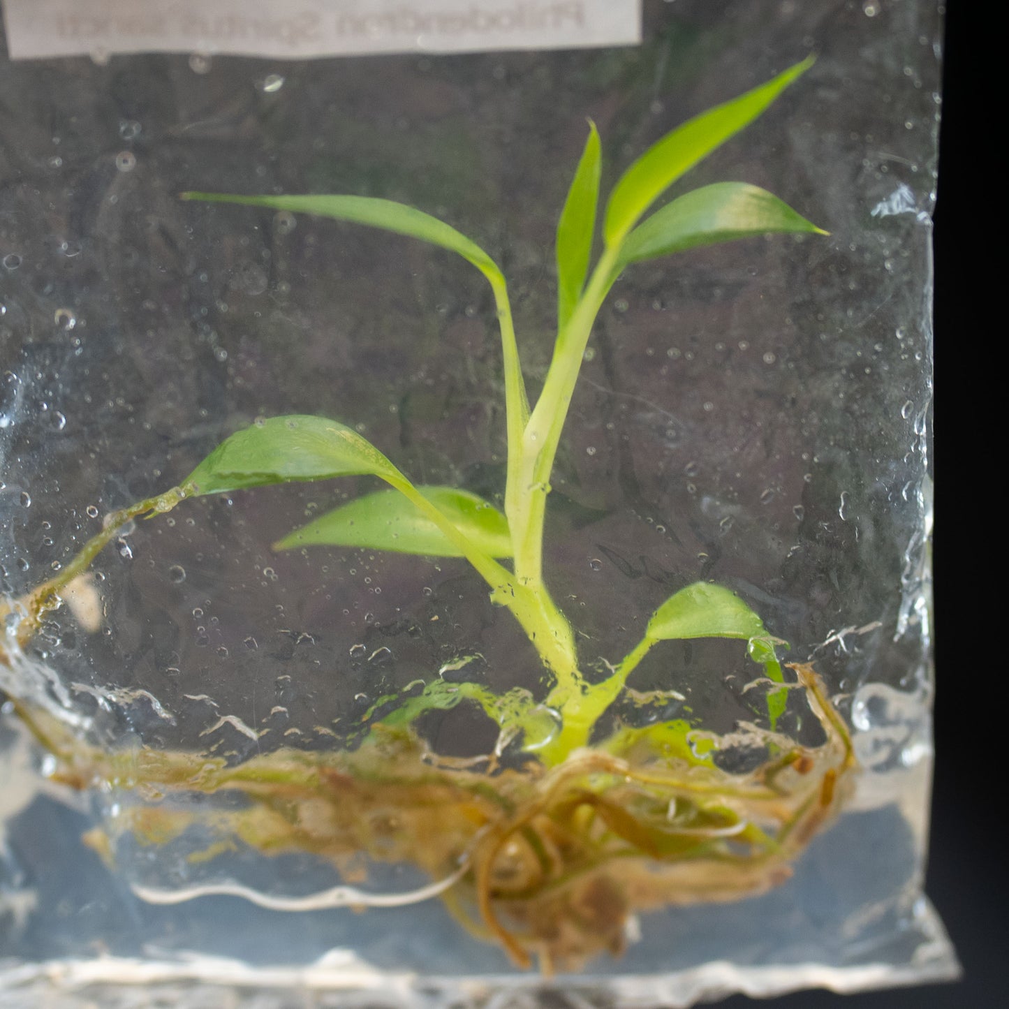 Philodendron Spiritus Sancti Tissue Culture Plantlet *Seller's Choice*