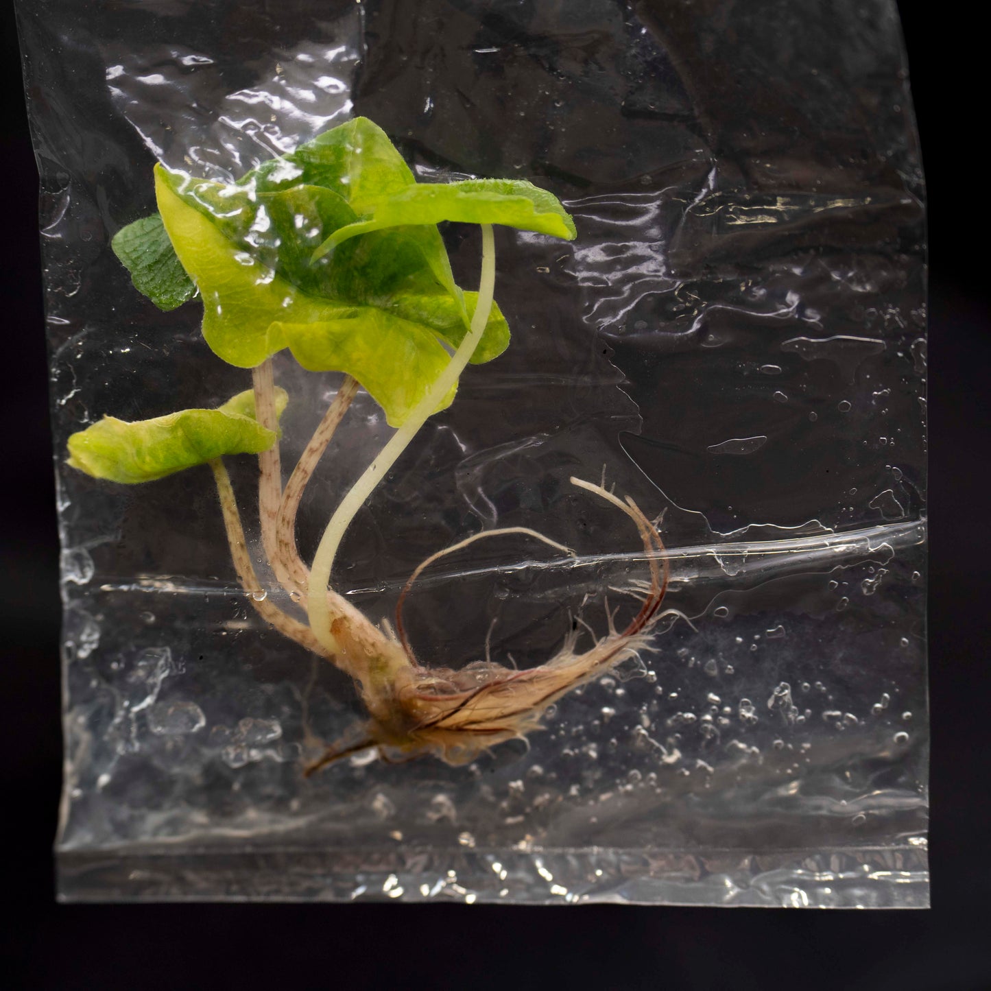Alocasia Tandurusa Gold Tissue Culture Plantlet *Seller's Choice*