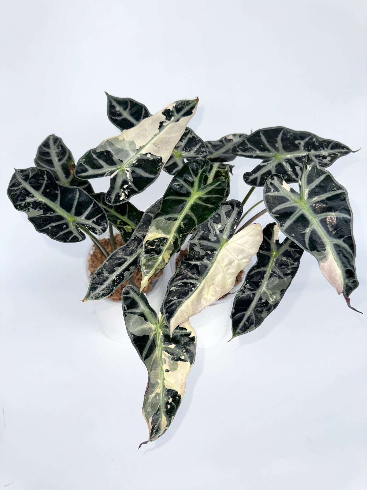 Alocasia