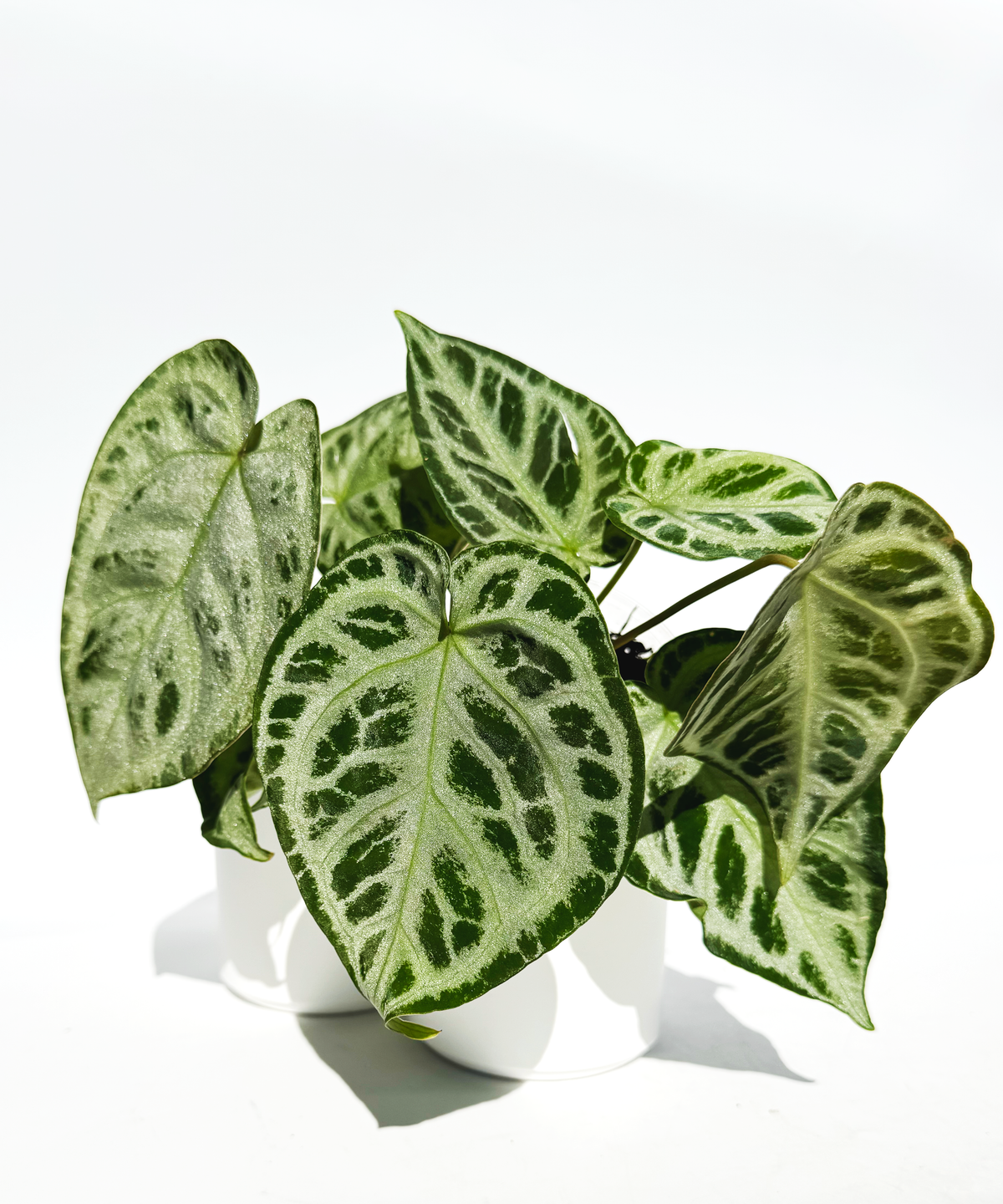 Anthurium