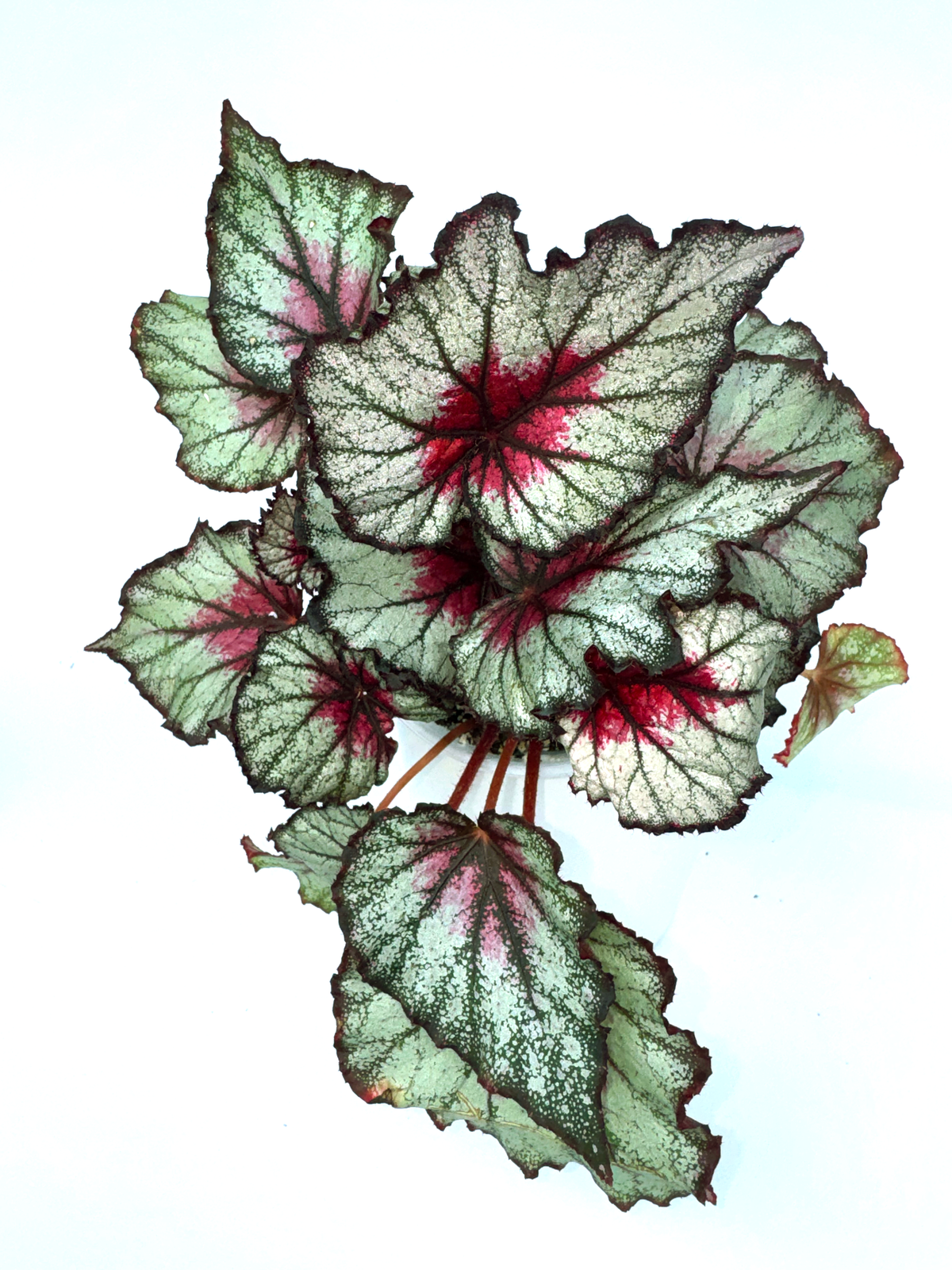 Begonia