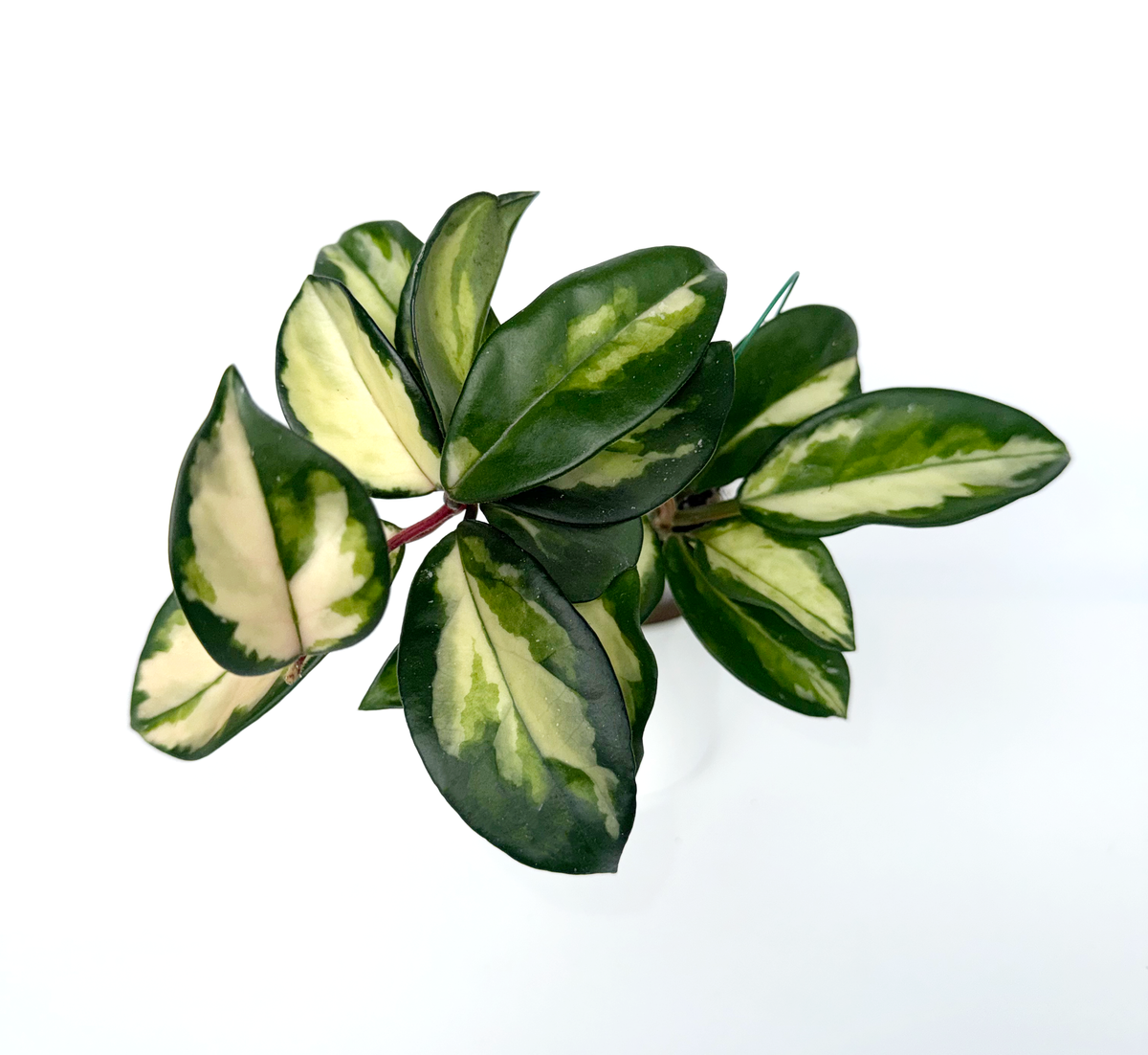 Hoya