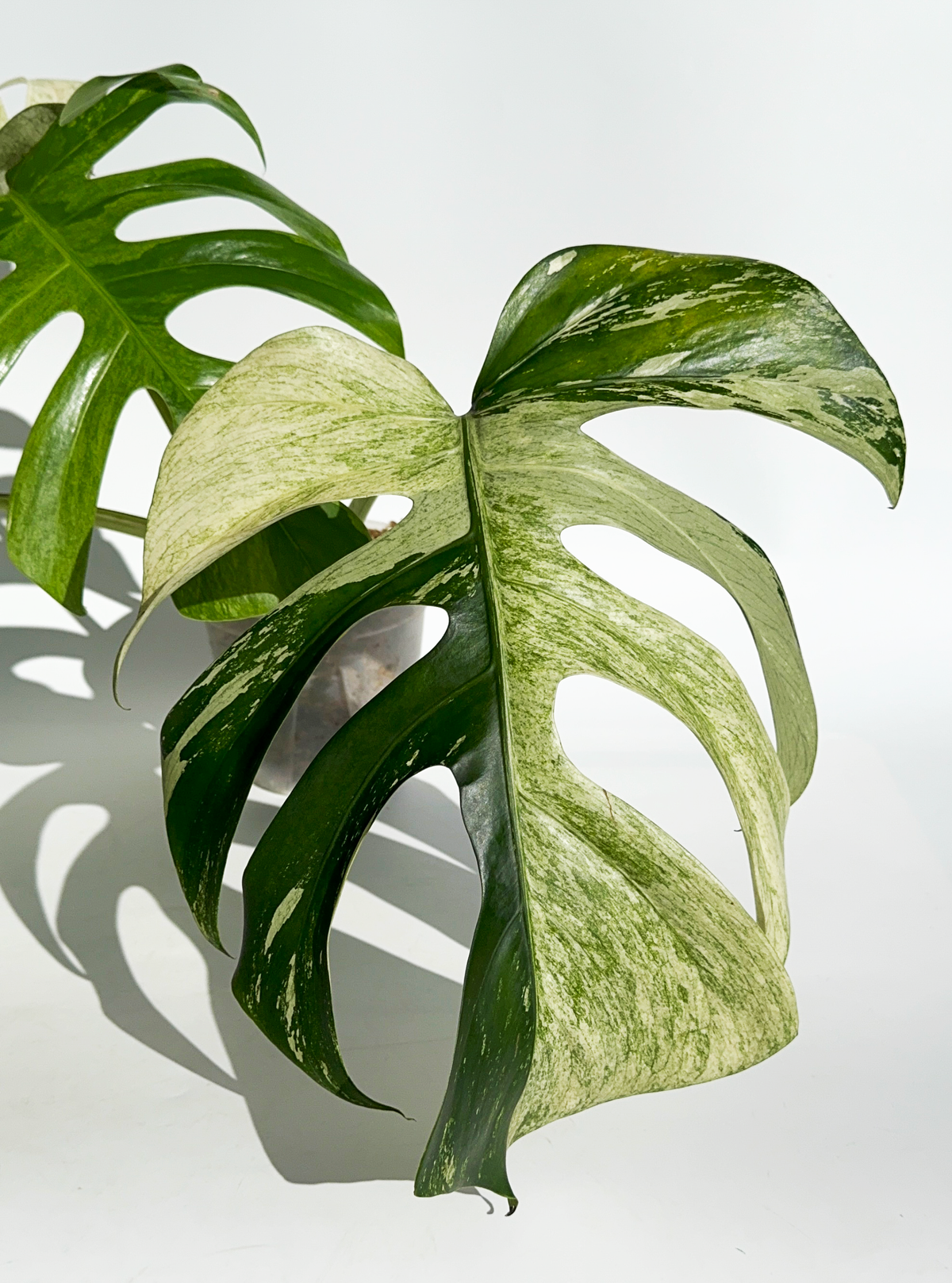 Monstera