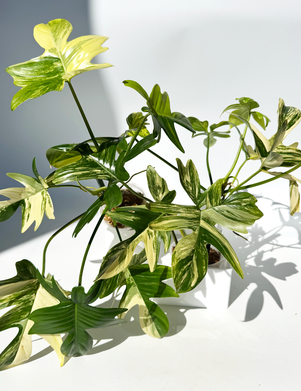 Philodendron