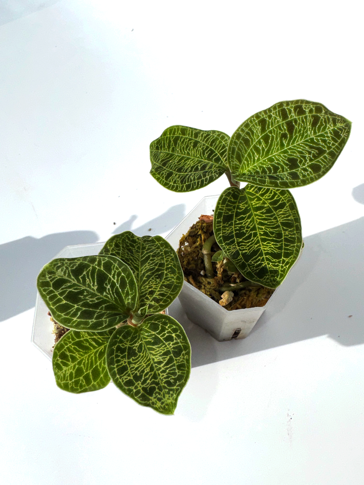 Grower's Choice