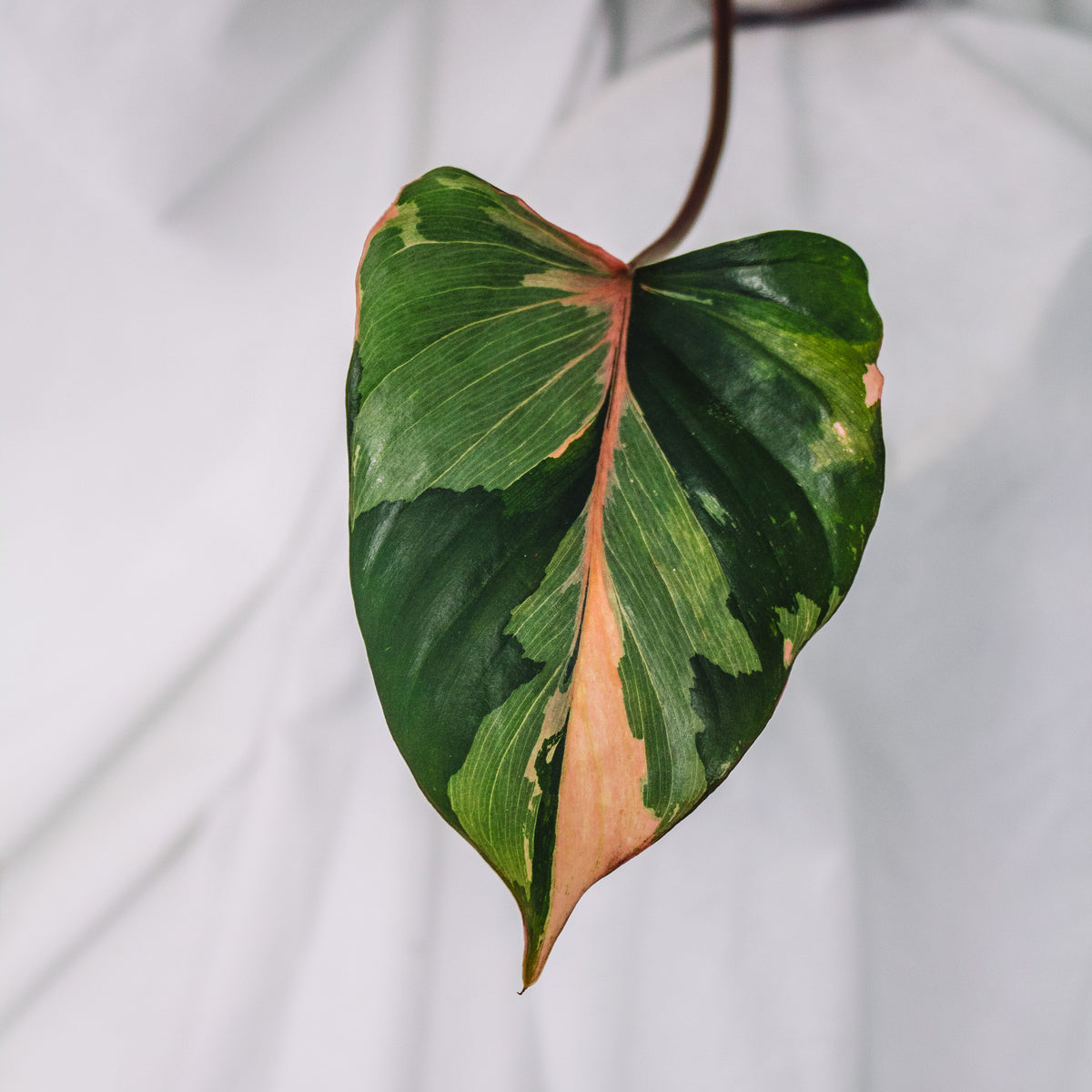 Homalomena