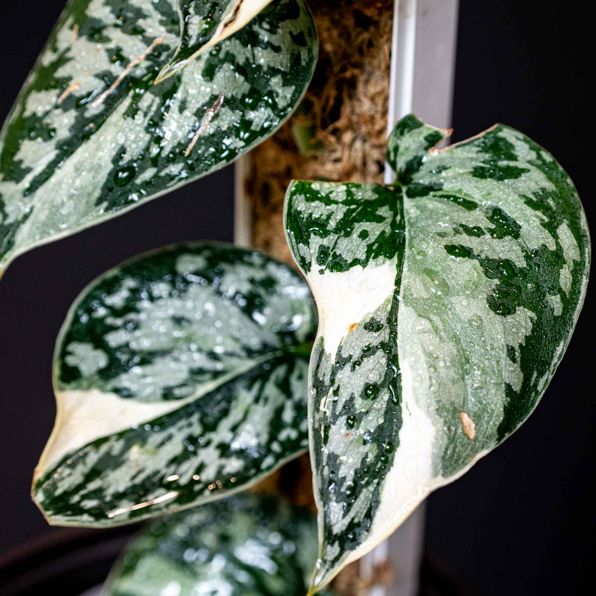 Scindapsus