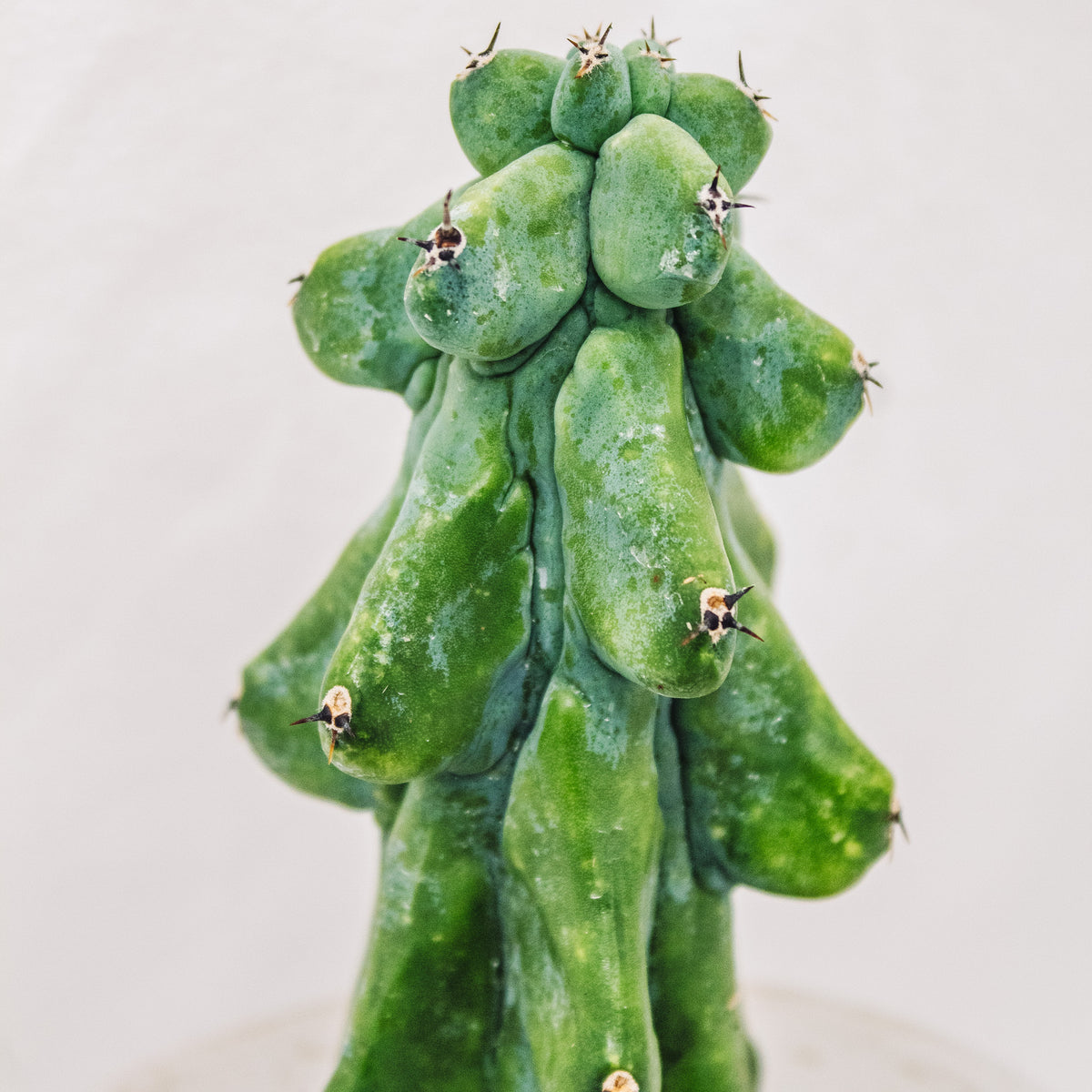 Myrtillocactus