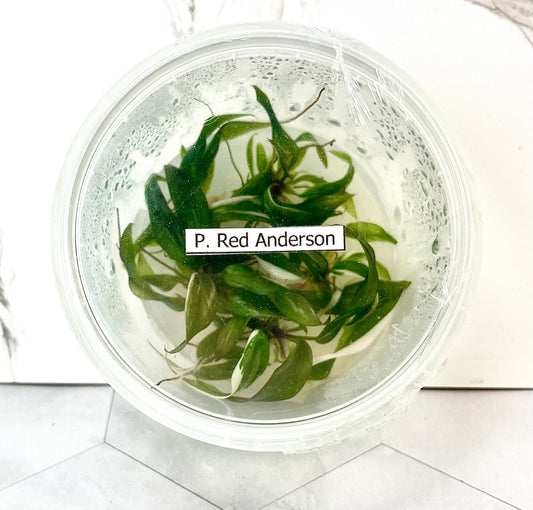*5 Pack* Tissue Culture- Philodendron Red Anderson