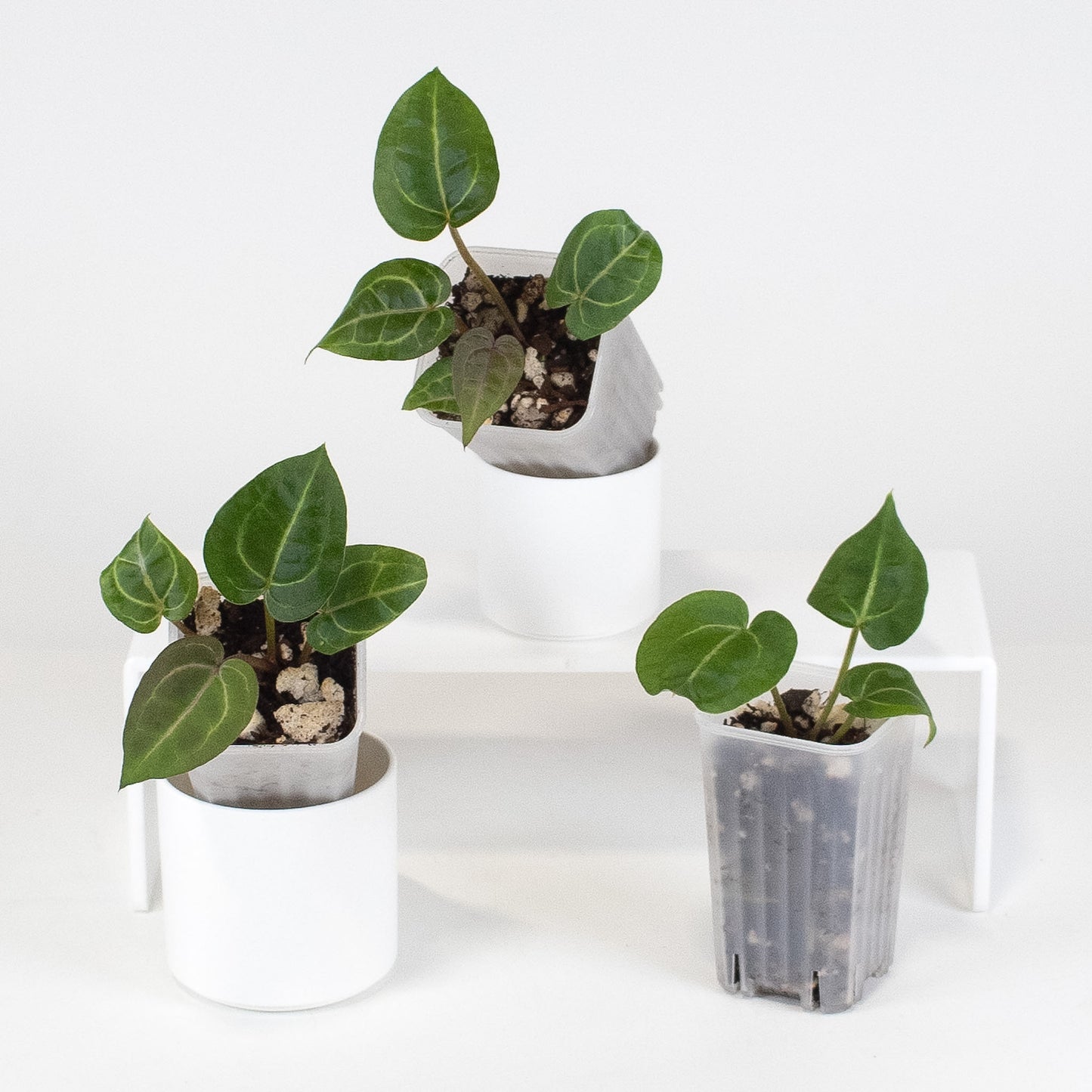 Anthurium Red Crystal (Tim Anderson) *Growers Choice*