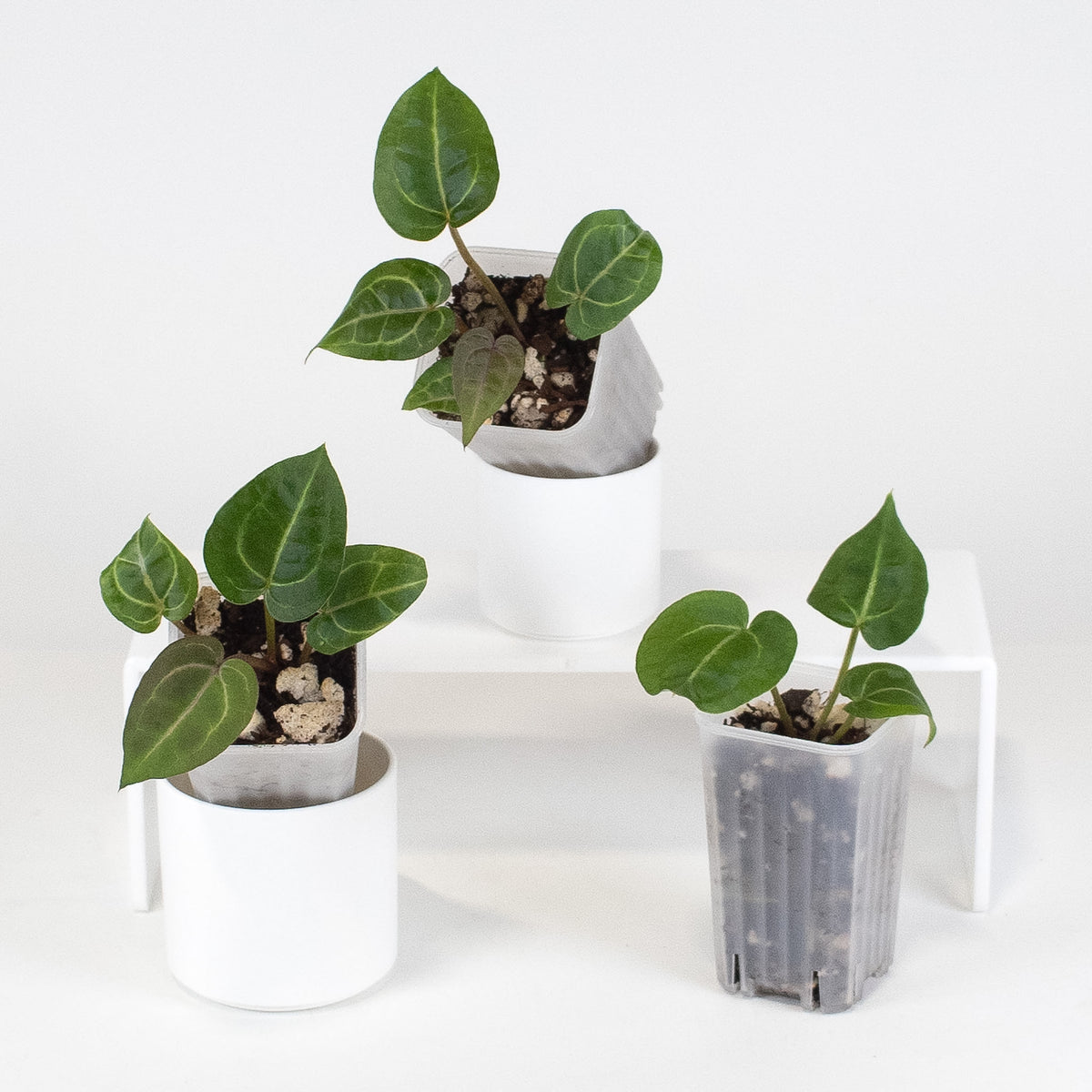 Anthurium Red Crystal (Tim Anderson) *Growers Choice*