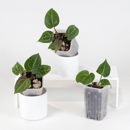 Anthurium Red Crystal (Tim Anderson) *Growers Choice*