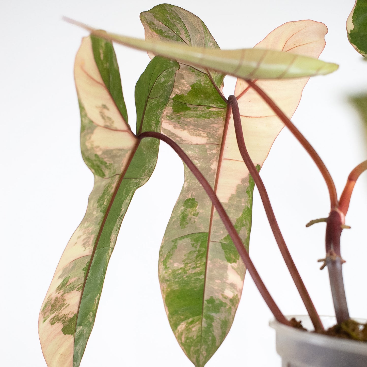 Philodendron Florida Beauty x Billietiae (2613)