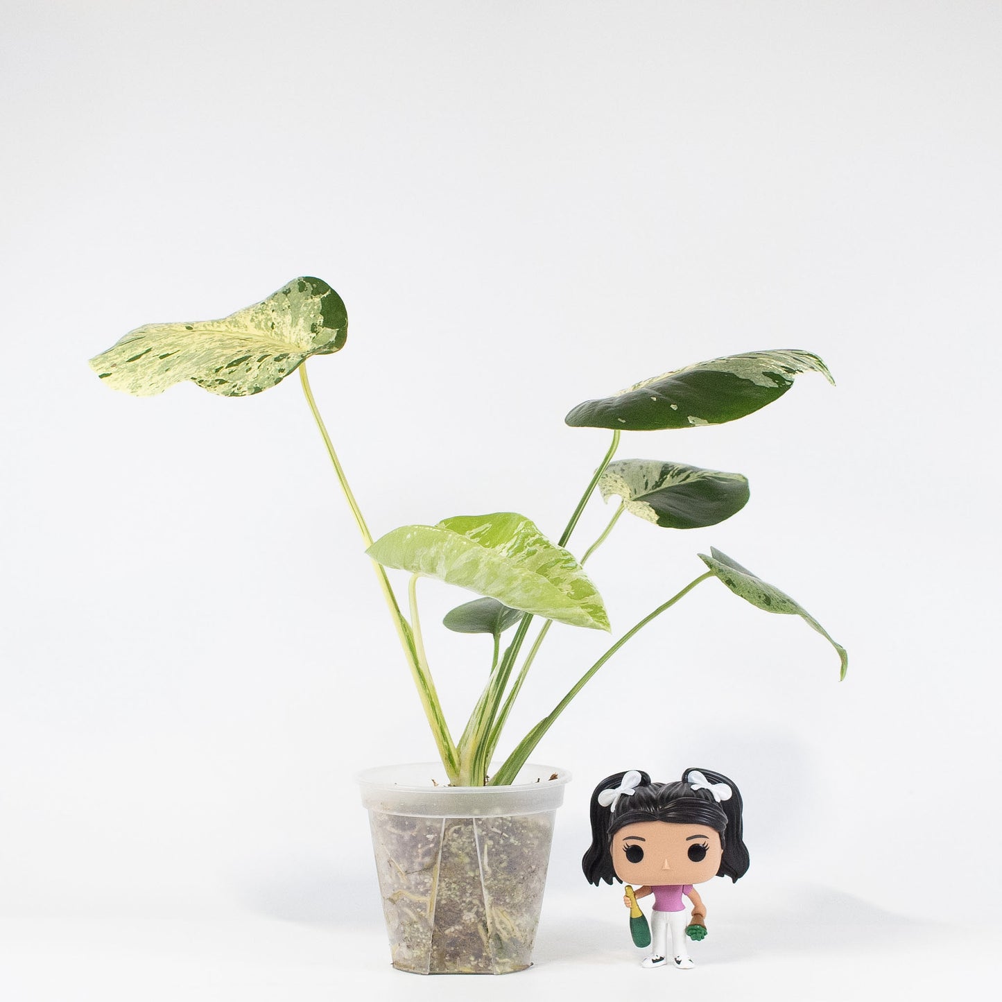 Monstera Deliciosa 'Vietciosa' (2620)