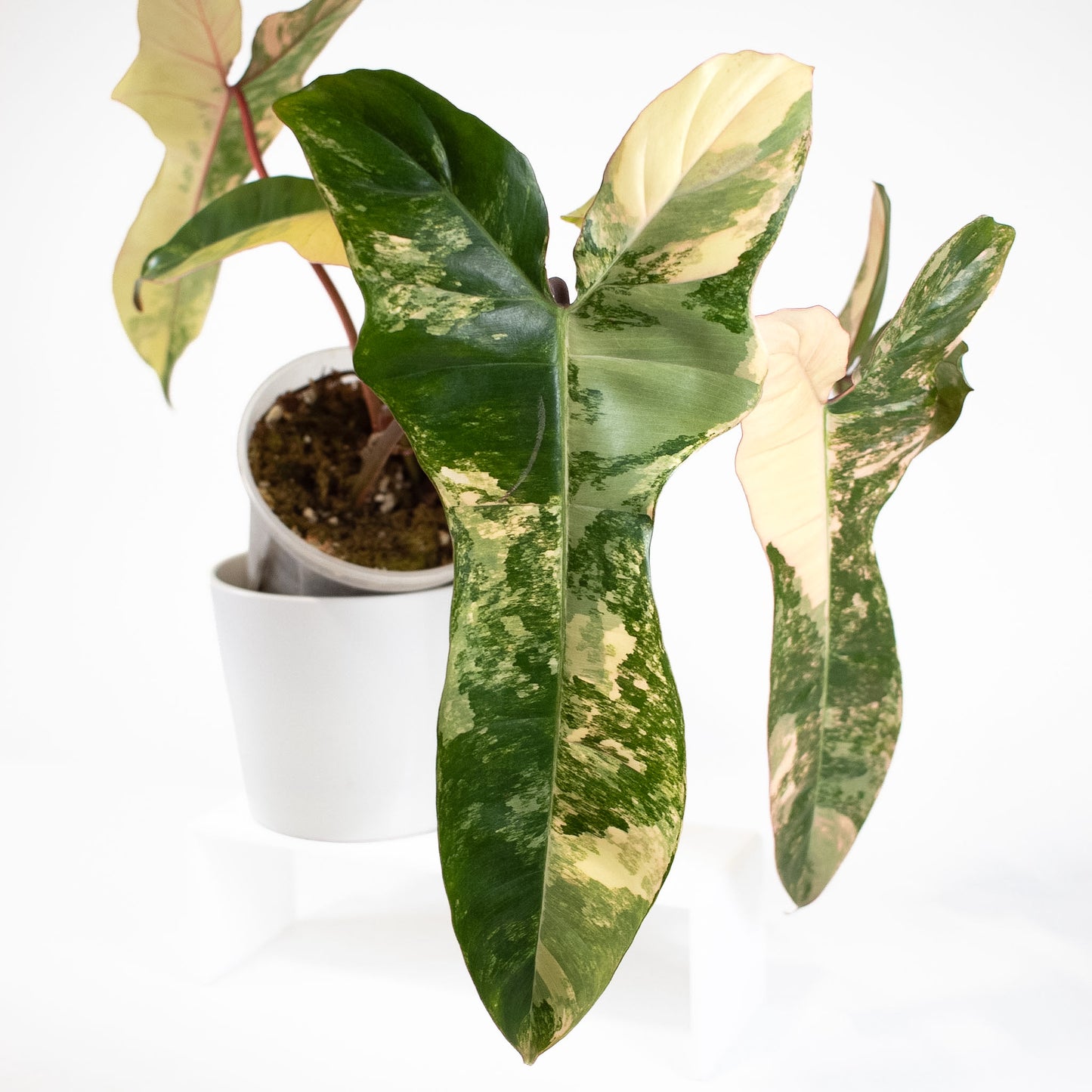 Philodendron Florida Beauty x Billietiae (2613)