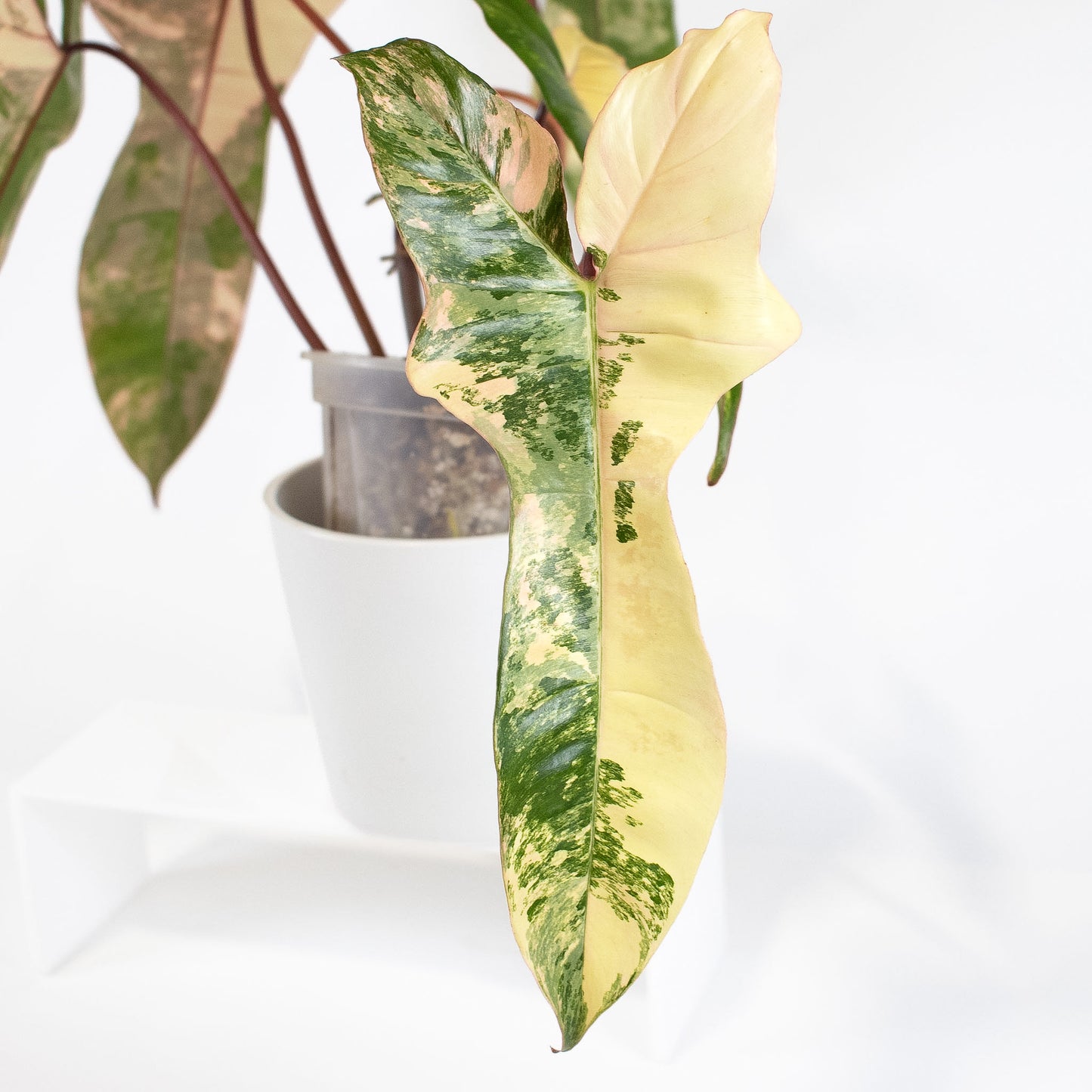 Philodendron Florida Beauty x Billietiae (2613)