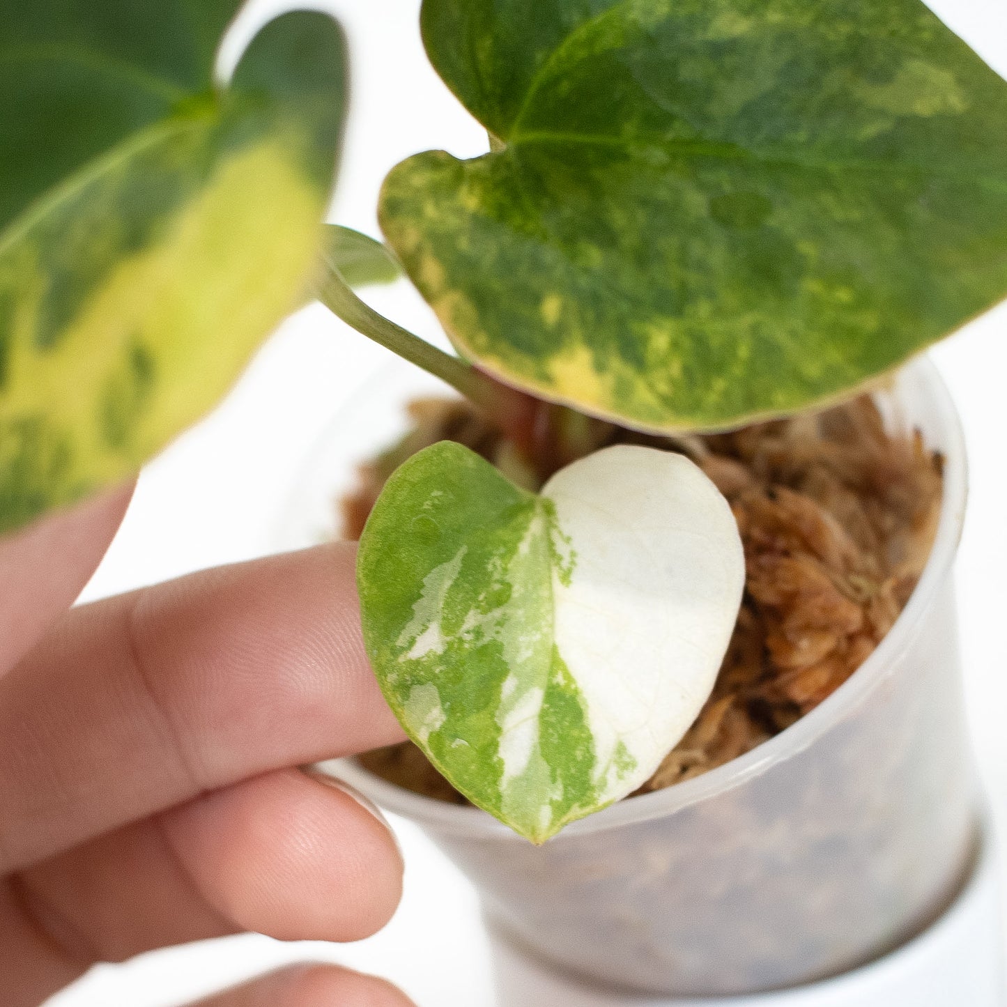 Anthurium Papilliminum Variegated x RVDP (2603)