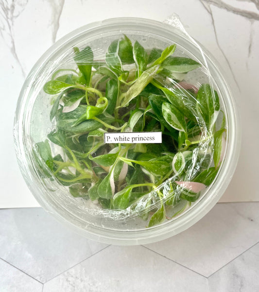 *5 Pack* Tissue Culture- Philodendron White Princess