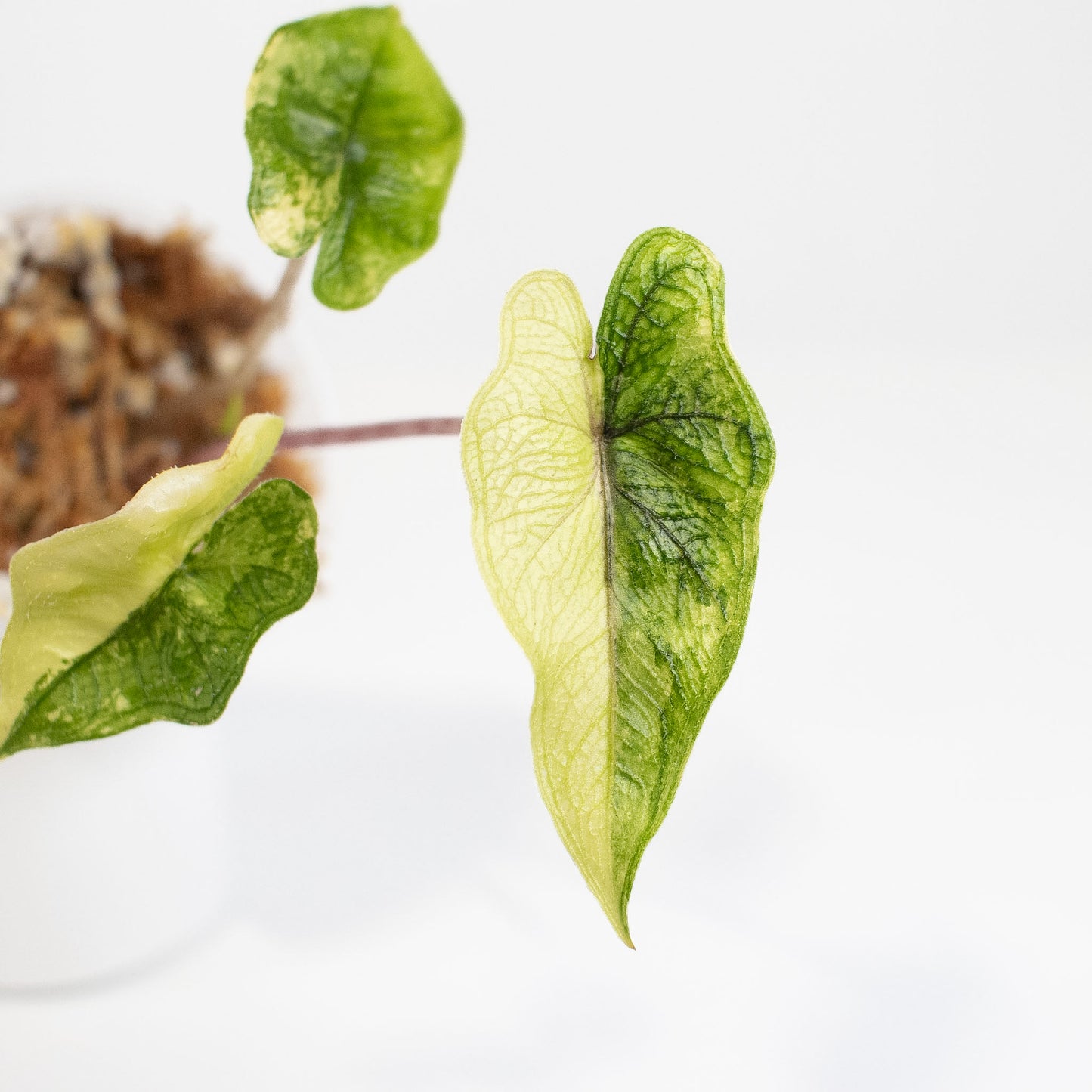 Alocasia Jacklyn "Mystic" Variegated (2608)