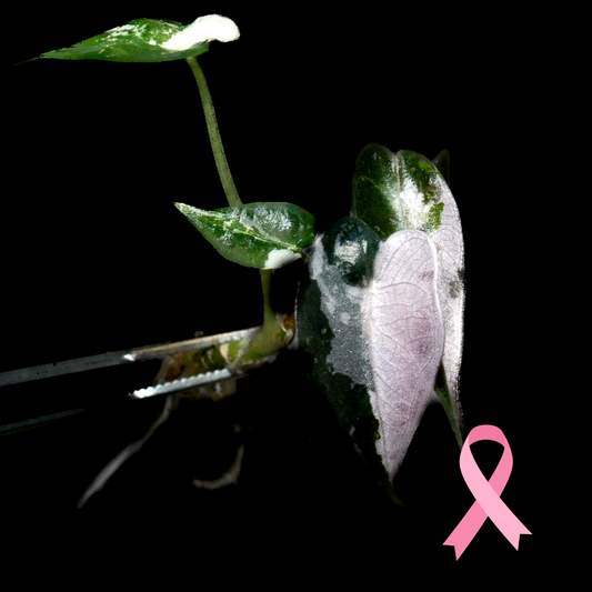 Alocasia 'Pink Bambino' - Tissue Culture Plant (Seller's Choice)