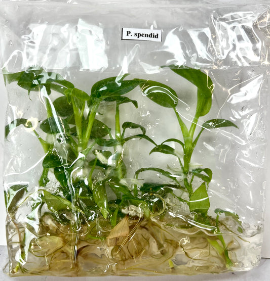 *5 Pack* Tissue Culture- Philodendron Splendid (Sellers Choice)