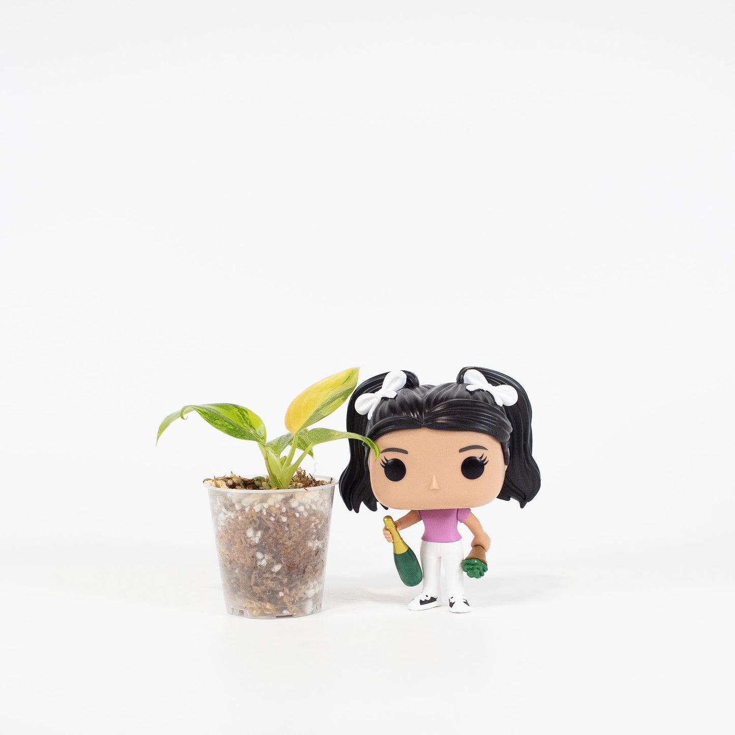 Philodendron Green Congo Nuclear (2615)