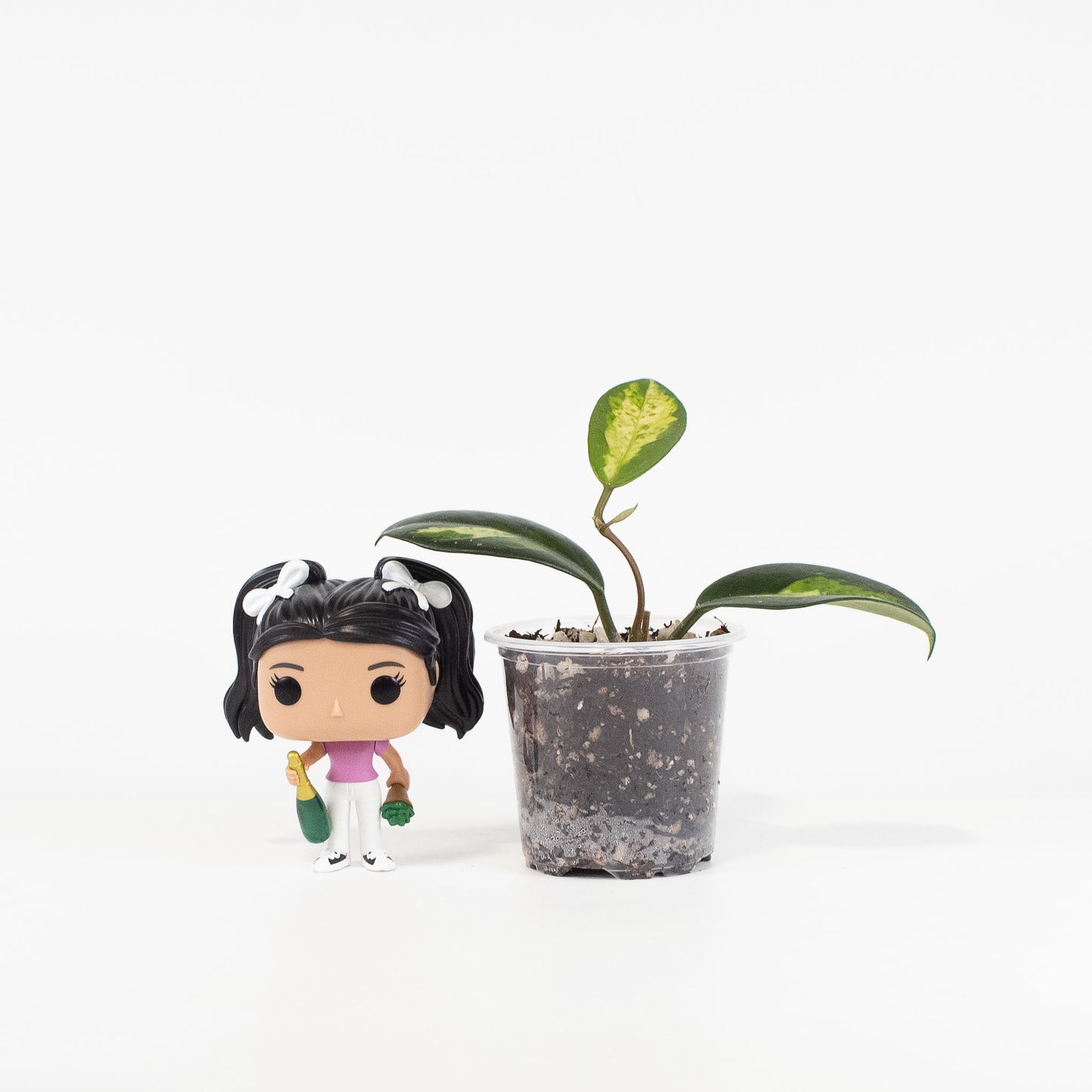 Hoya Madara 'Green Edge' Kunzo Lineage (2614)