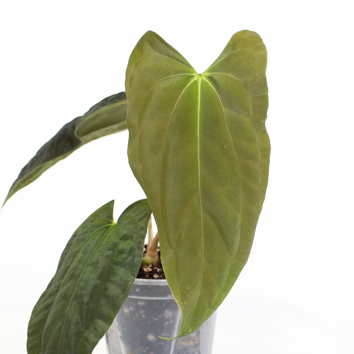 Anthurium RA4 x Fortsherman (2600)