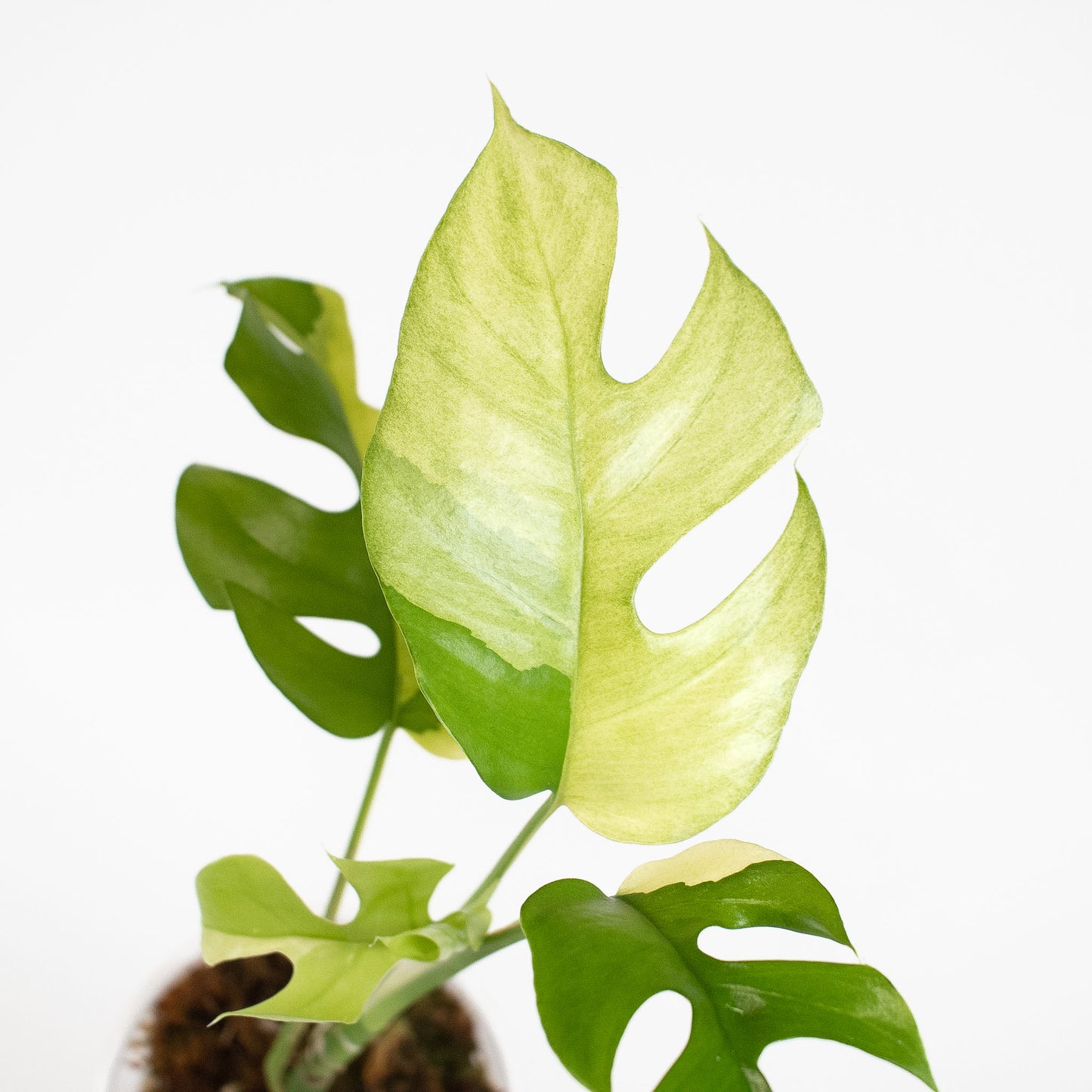 Rhaphidophora Tetrasperma Albo Variegated (2621)